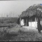 Film - Ciulinii Baraganului